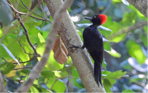 Indian Subcontinent birding