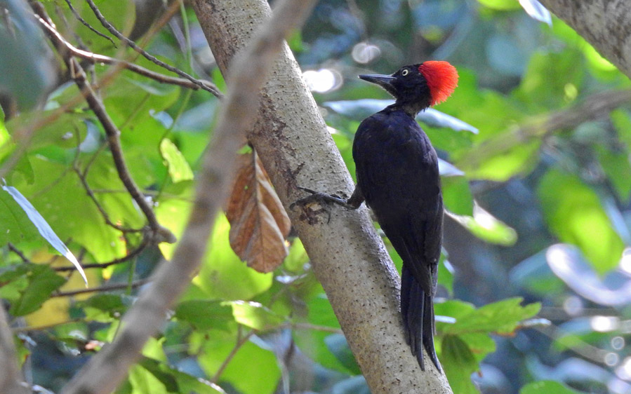 Andaman islands birding tours