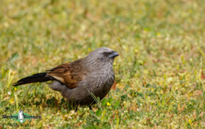 Australasia birding galleries