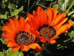 South African botanical tours