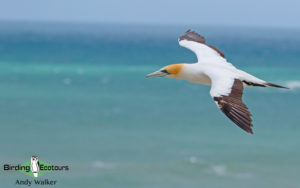 Pelagic birding trips