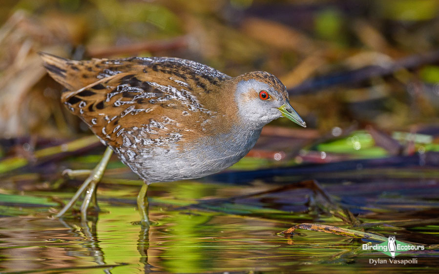 Andaman islands birding tours