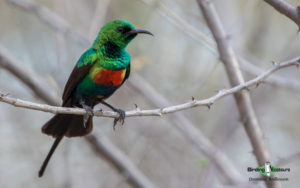 Africa birding galleries