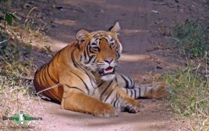 Indian Subcontinent birding