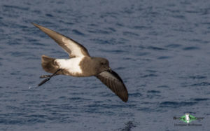 Pelagic birding trips