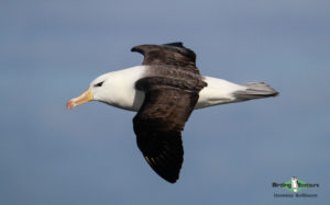 Pelagic birding trips