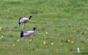 Indian Subcontinent birding