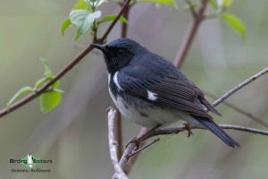 North American birding galleries