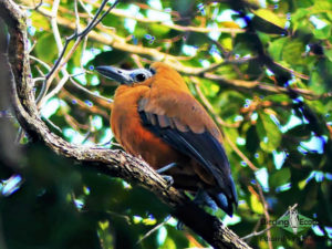 Guyana birding