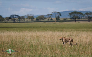 Mammals of the World