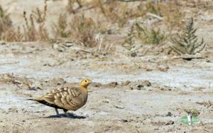 Rajasthan birding tours