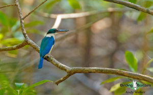 Andaman islands birding tours