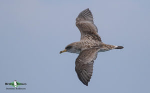 Pelagic birding trips