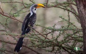 Africa birding galleries