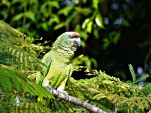 Guyana birding