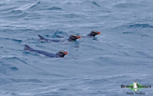 Pelagic birding trips