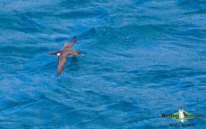 Pelagic birding trips