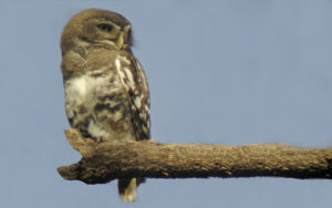 Indian Subcontinent birding