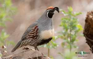 Southeast Arizona birding tour