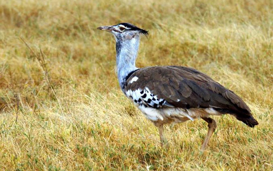 Rajasthan birding tours