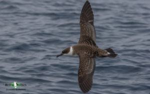 Pelagic birding trips