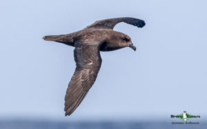 Pelagic birding trips