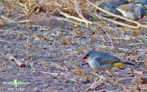 Rajasthan birding tours