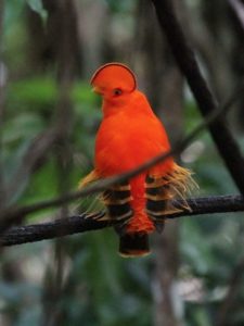 Guyana birding tours