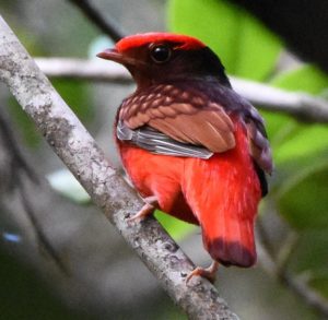 Guyana birding tours