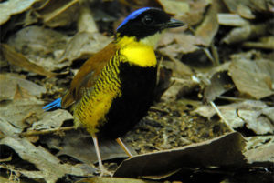 Asian birding galleries