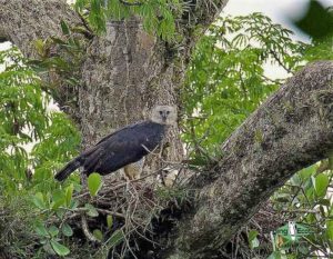 Guyana birding