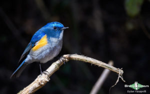 Indian Subcontinent birding