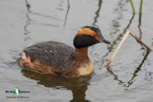 North American birding galleries