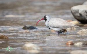 Indian Subcontinent birding
