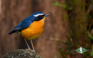 Indian Subcontinent birding