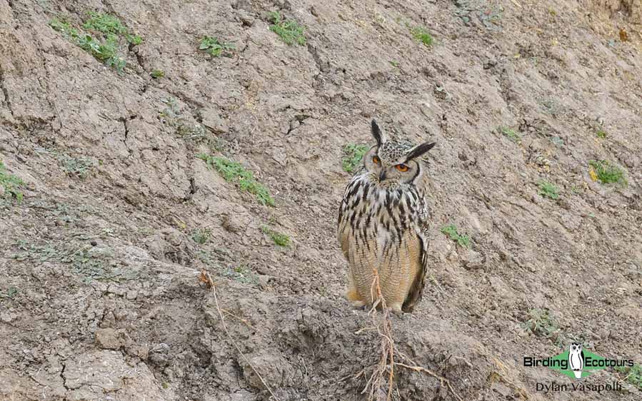 Rajasthan birding tours