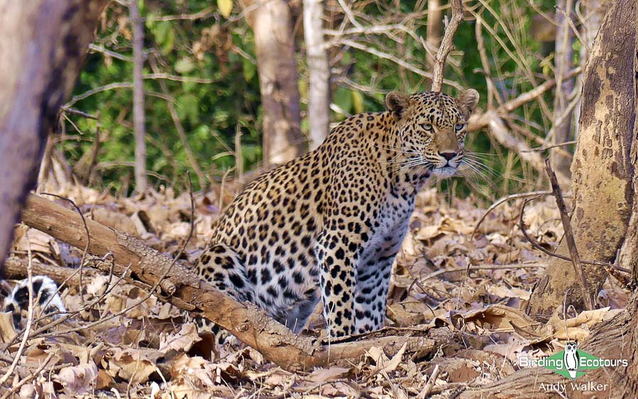 Indian Subcontinent birding