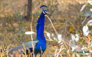 Rajasthan birding tours