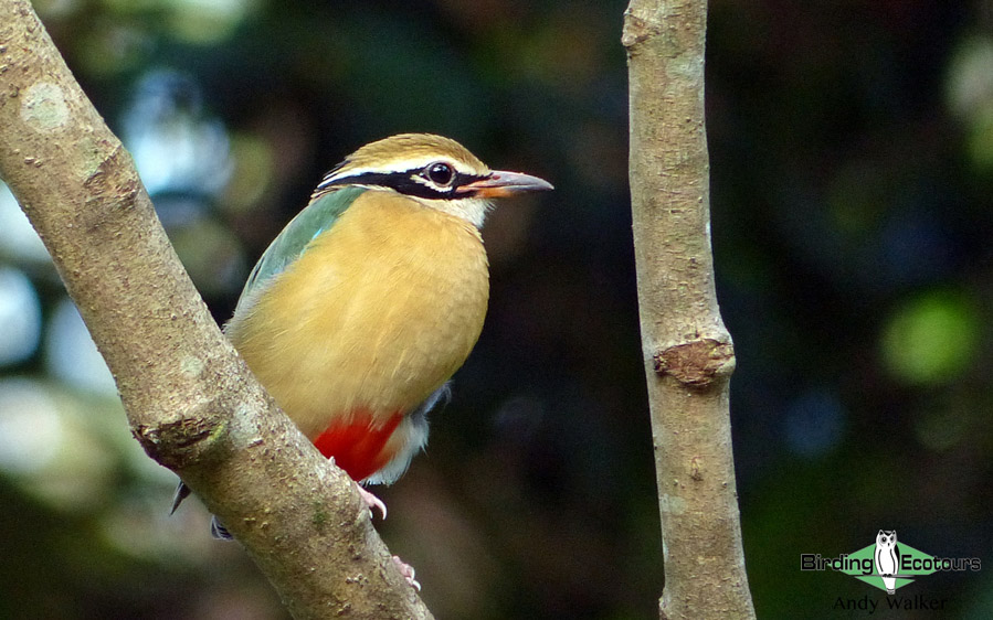 Rajasthan birding tours