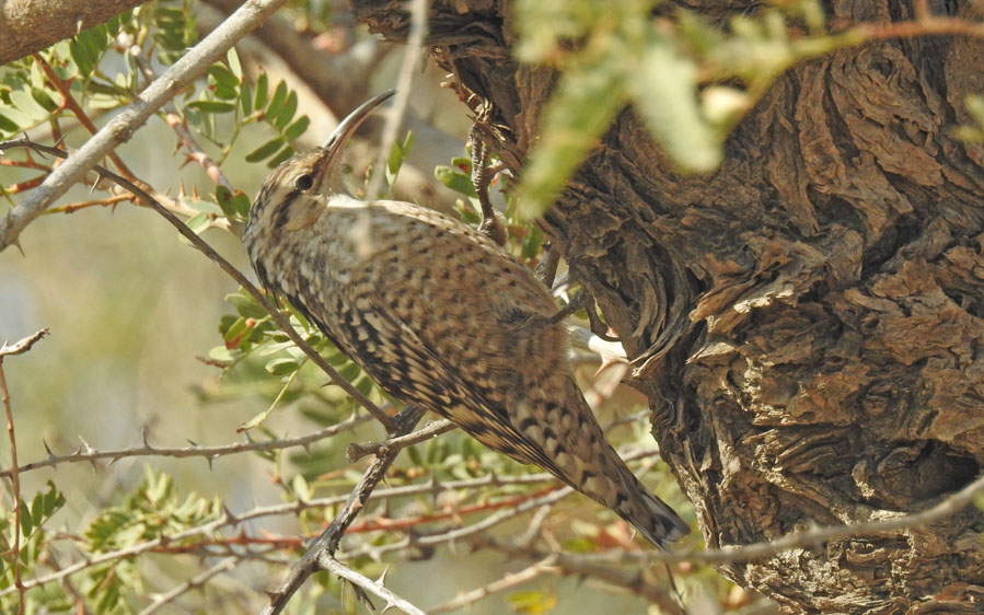 Rajasthan birding tours