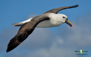 Pelagic birding trips