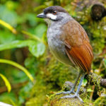 Birding galleries