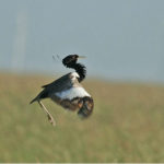 Indian Subcontinent birding