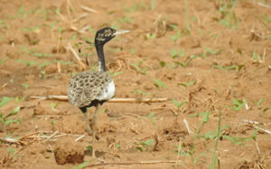 Rajasthan birding tours