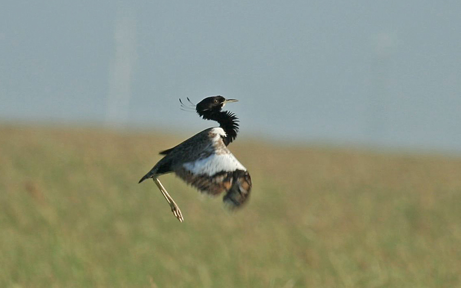 Rajasthan birding tours