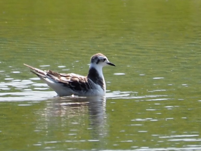 Lake county big year