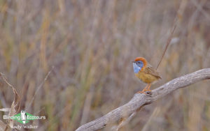 Australasia birding galleries