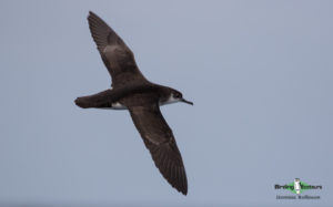 Pelagic birding trips