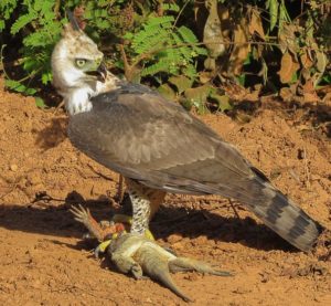 Guyana birding tours