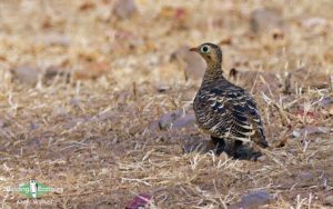 Rajasthan birding tours